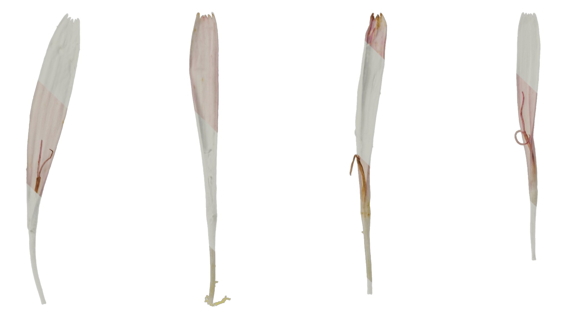 Anydrafts Crepis pubra Flower 02 Texture_1