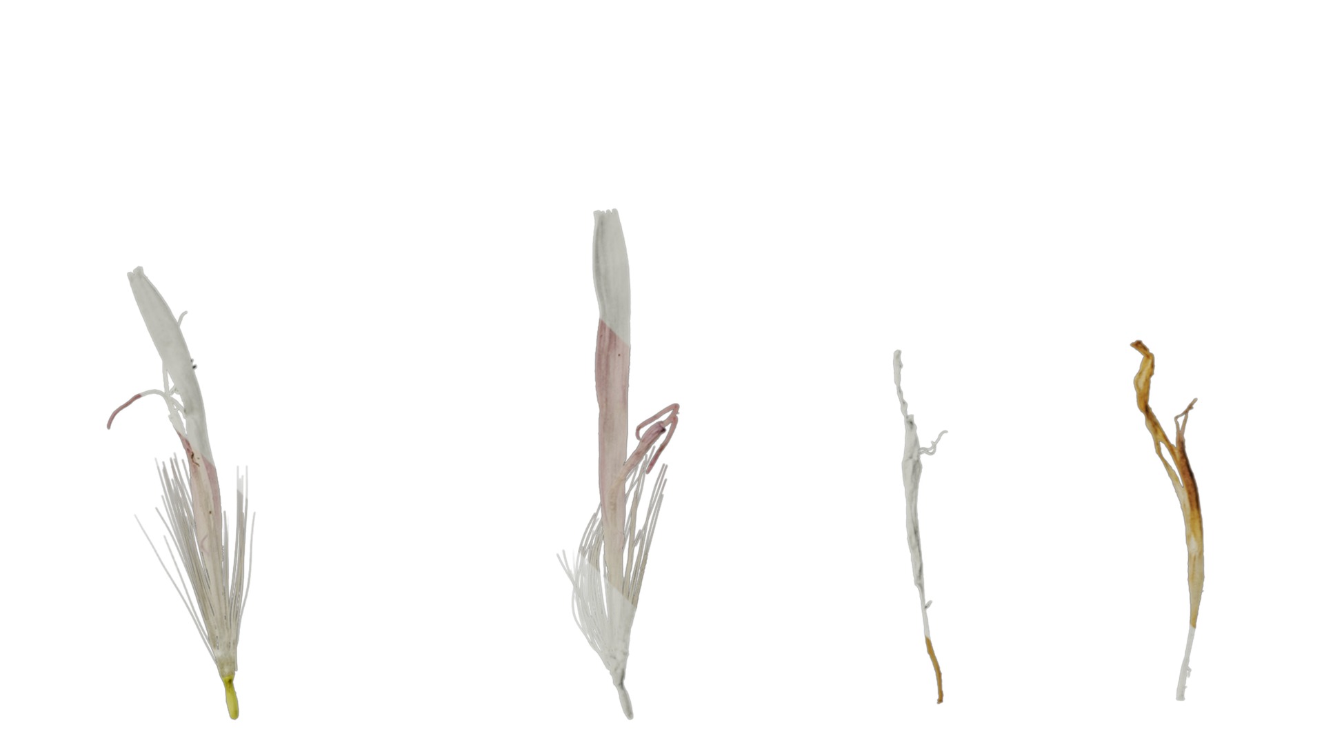 Anydrafts Crepis pubra Flower 02 Texture_4