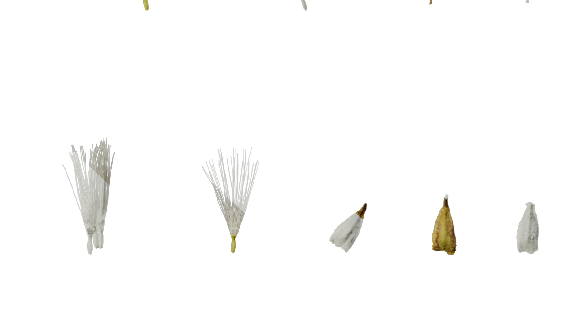 Anydrafts Crepis pubra Flower 02 Texture_6