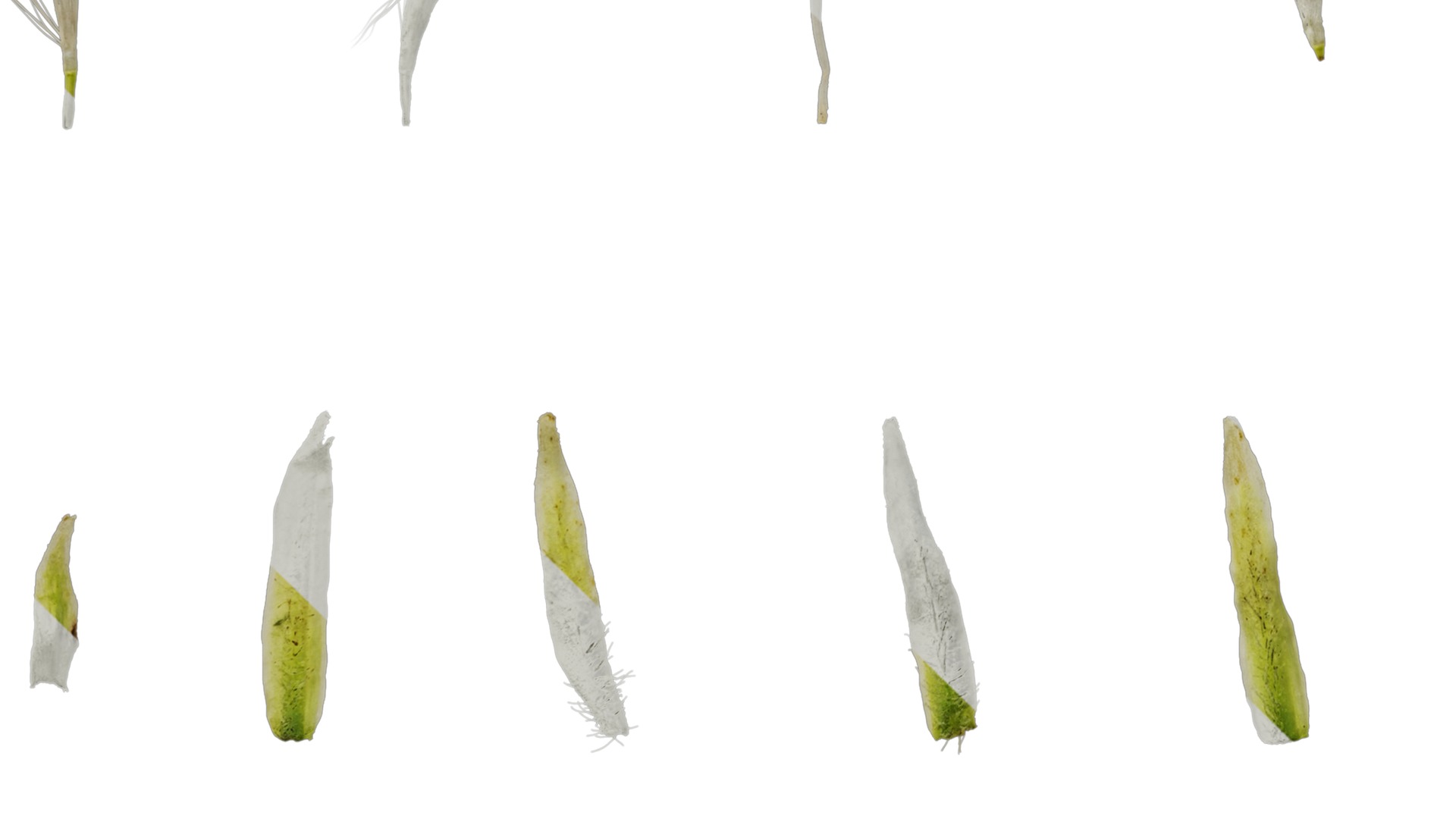 Anydrafts Crepis pubra Flower 02 Texture_5