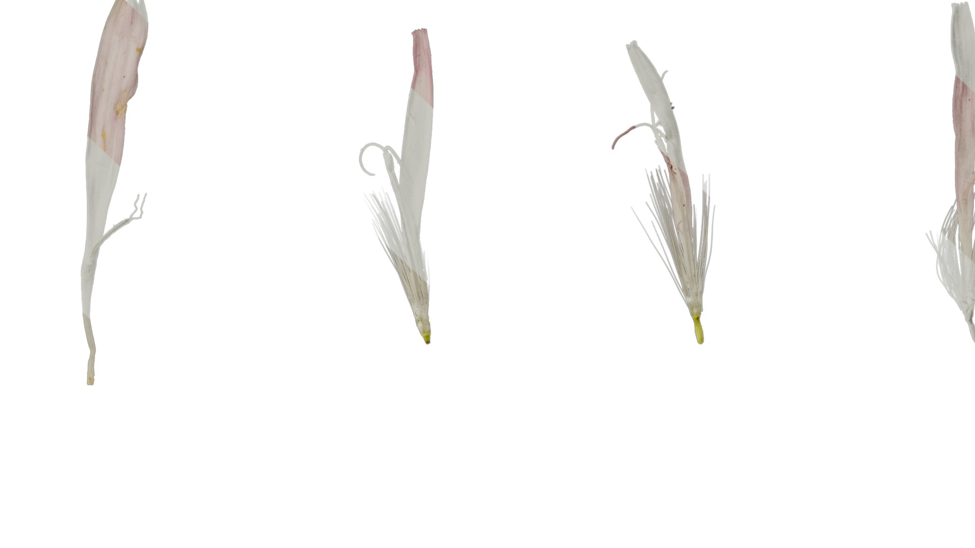 Anydrafts Crepis pubra Flower 02 Texture_7