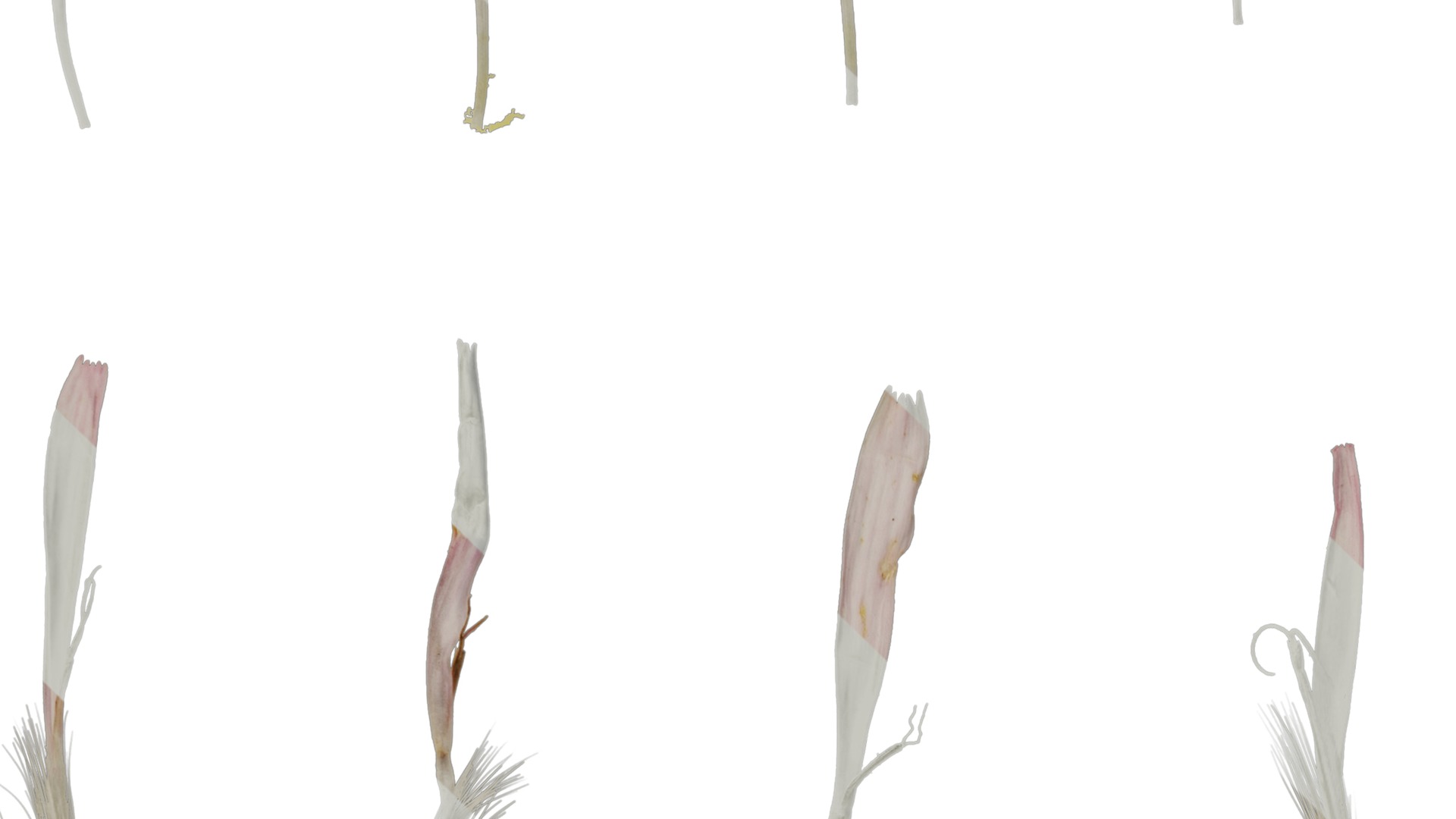 Anydrafts Crepis pubra Flower 02 Texture_3