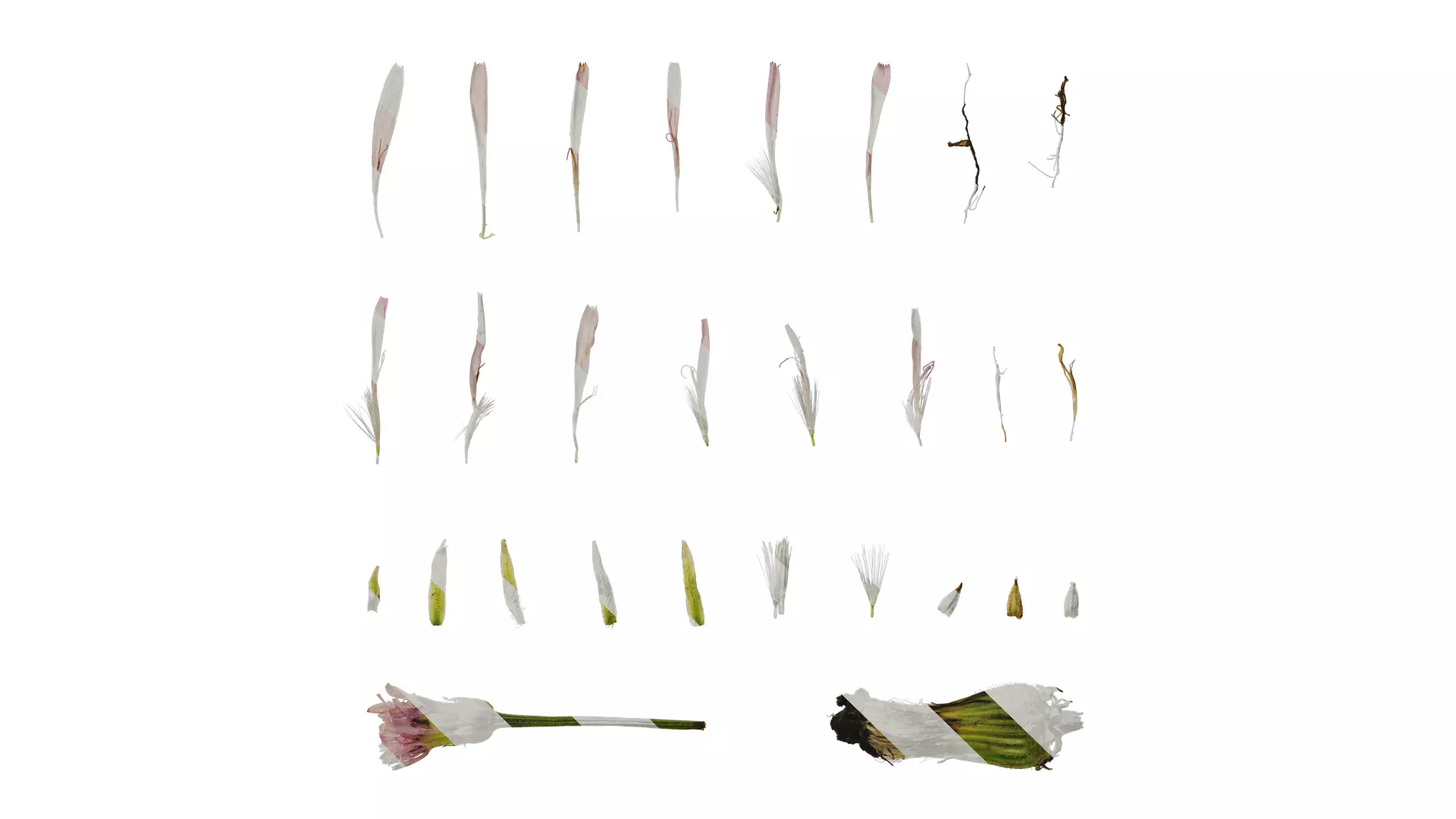 Anydrafts Crepis pubra Flower 02 Texture_0