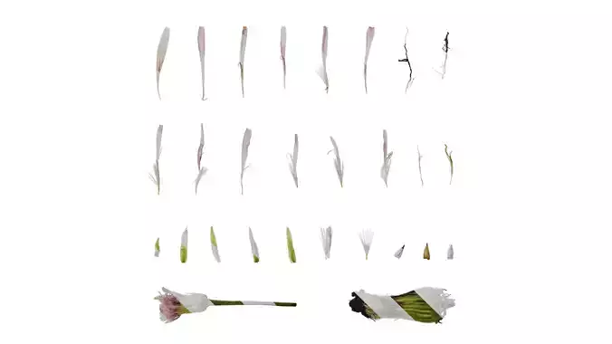 Anydrafts Crepis pubra Flower 02