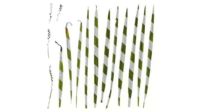 Anydrafts Crocosmia crocosmiflora Atlas 01