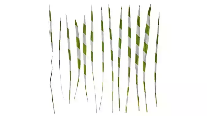 Anydrafts Crocosmia crocosmiflora Leaf 02