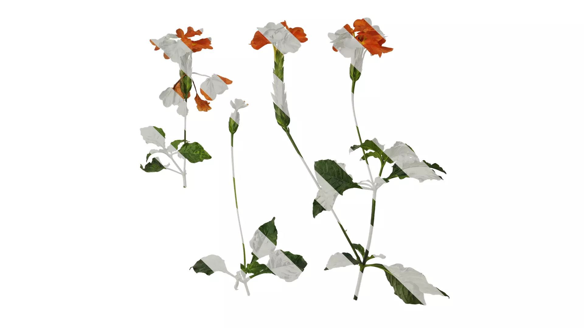 Anydrafts Crossandra infundibuliformis Atlas 01 Texture