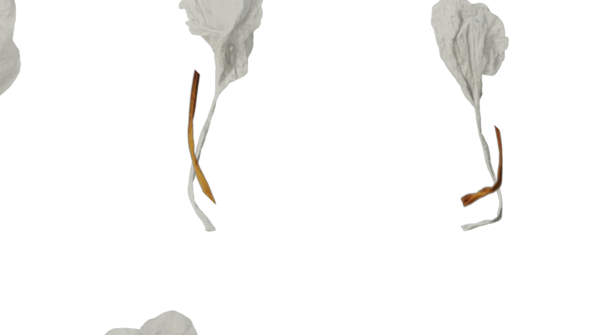 Anydrafts Crossandra infundibuliformis Flower 01 Texture_4