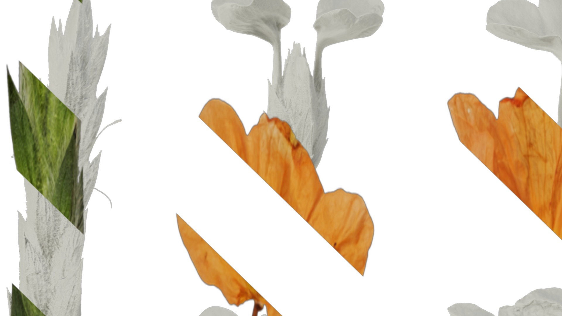 Anydrafts Crossandra infundibuliformis Flower 01 Texture_1