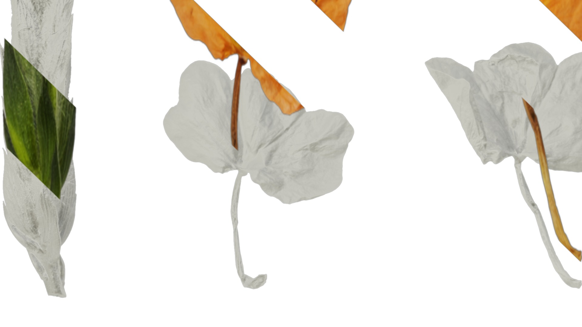 Anydrafts Crossandra infundibuliformis Flower 01 Texture_3