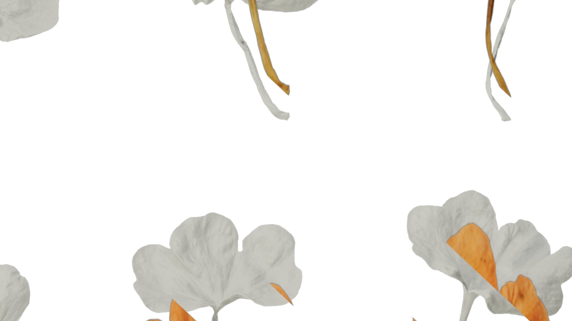 Anydrafts Crossandra infundibuliformis Flower 01 Texture_7