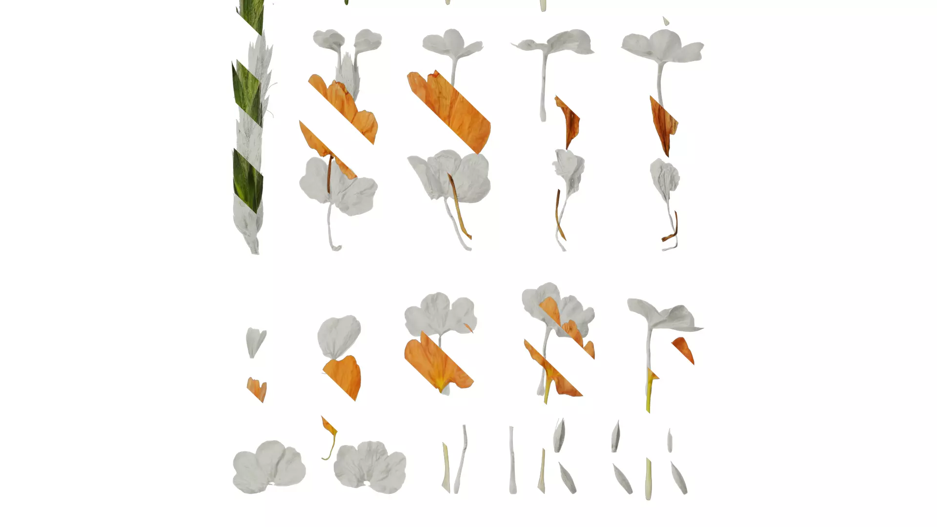 Anydrafts Crossandra infundibuliformis Flower 01 Texture_0