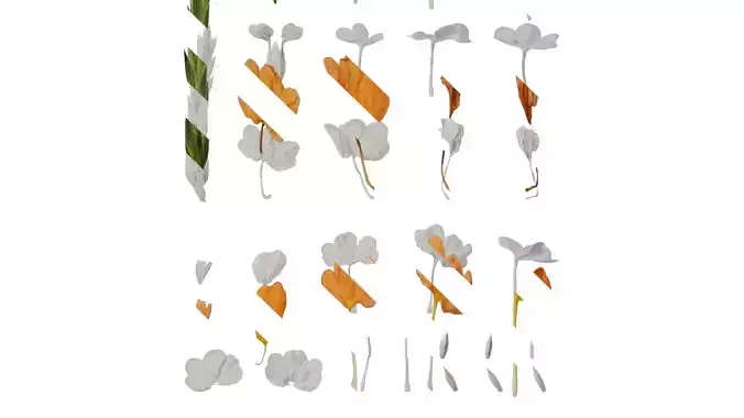 Anydrafts Crossandra infundibuliformis Flower 01