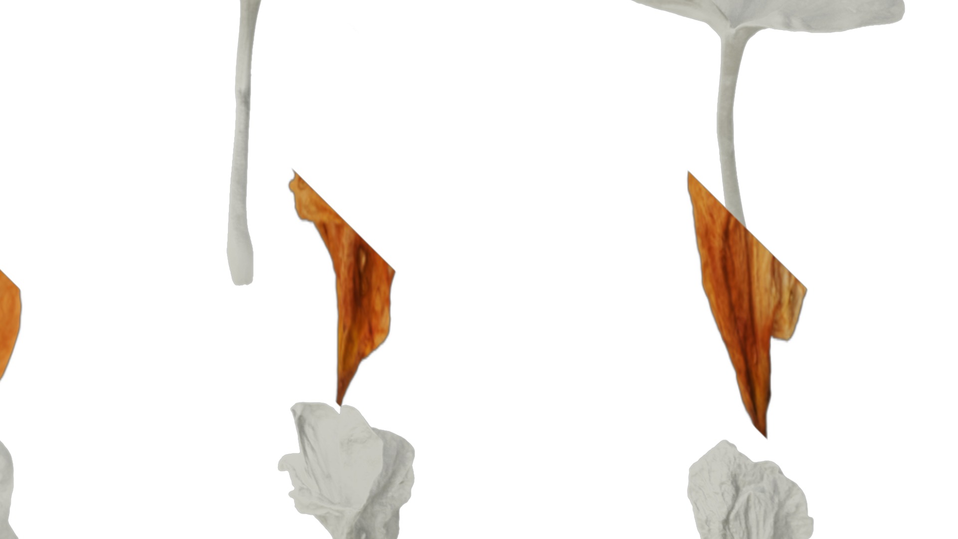 Anydrafts Crossandra infundibuliformis Flower 01 Texture_2