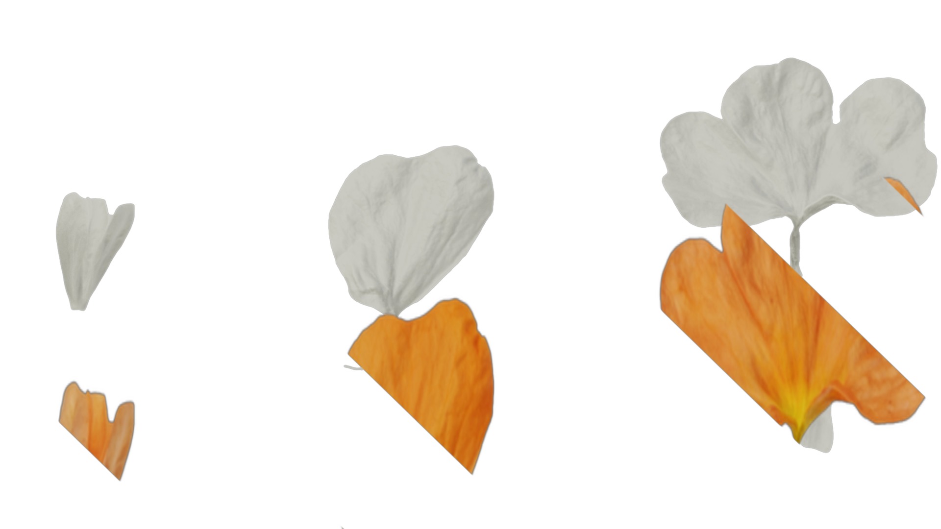 Anydrafts Crossandra infundibuliformis Flower 01 Texture_5