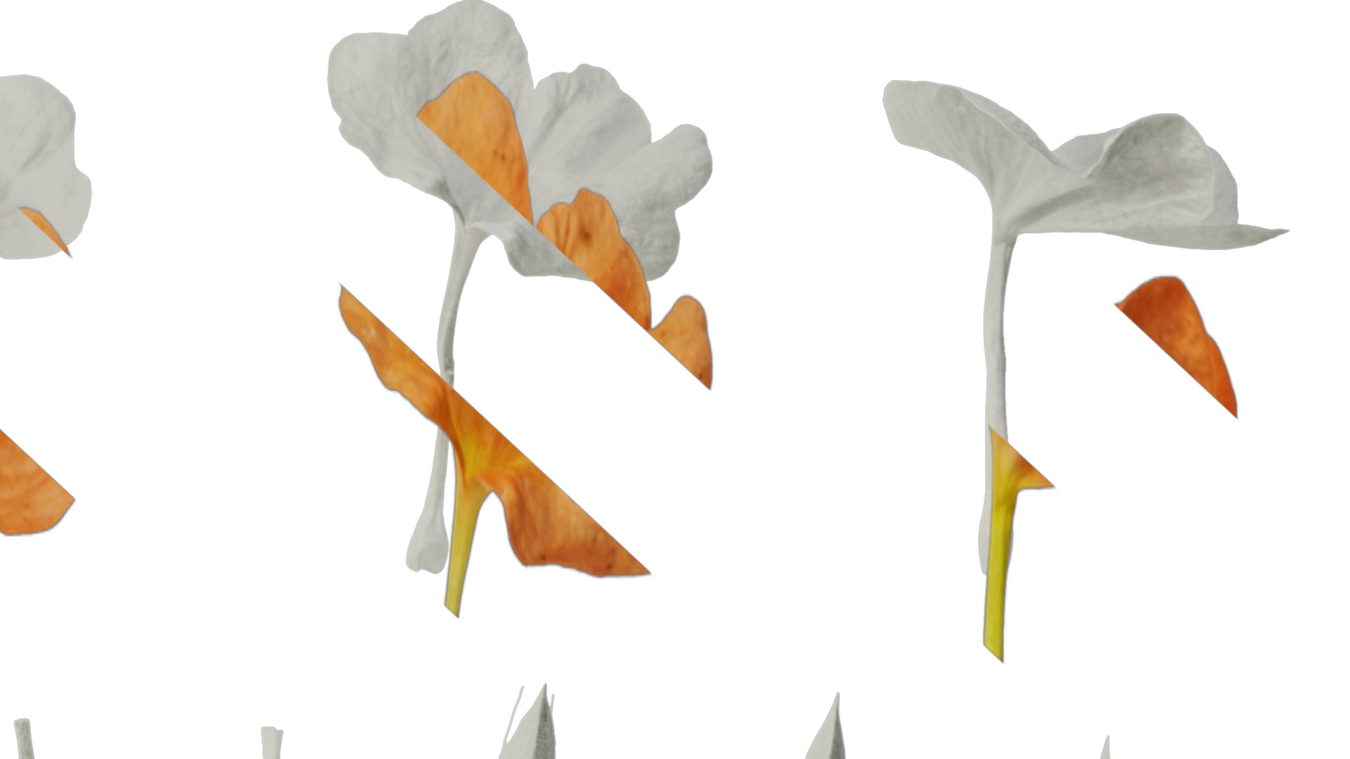 Anydrafts Crossandra infundibuliformis Flower 01 Texture_6