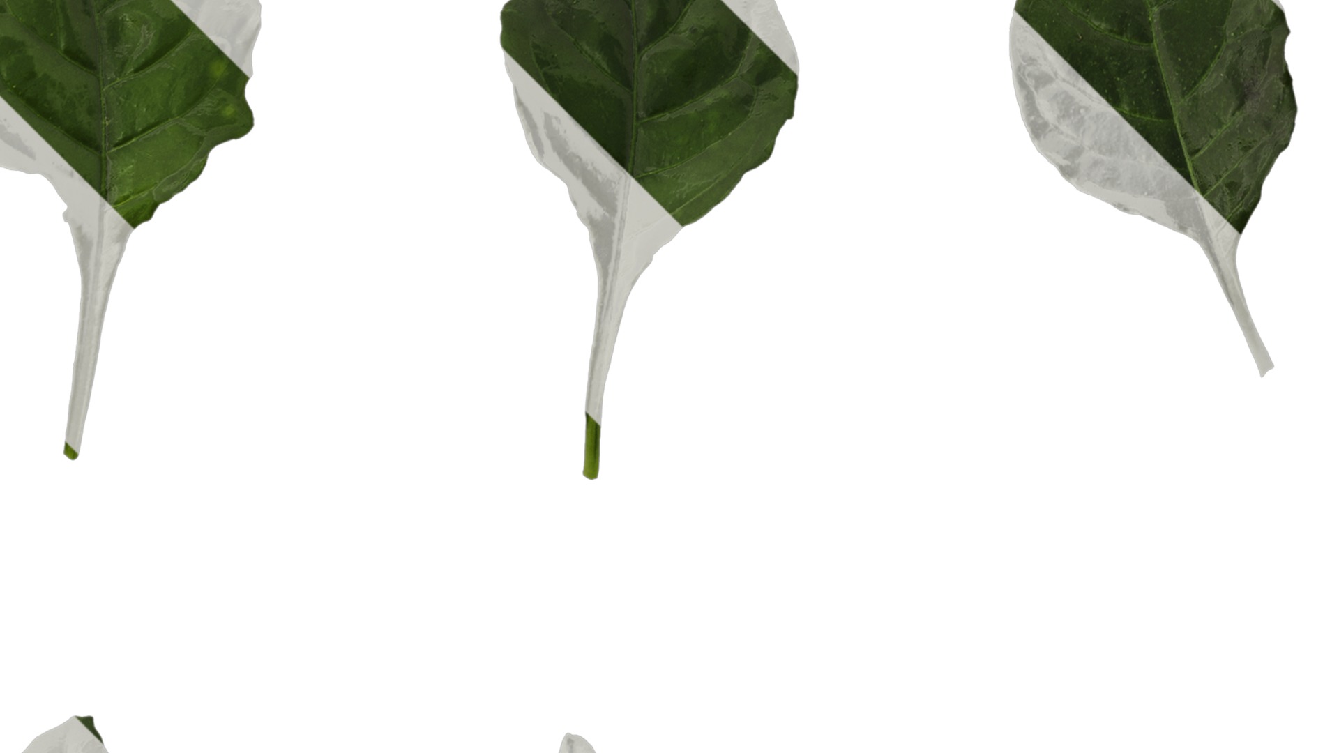 Anydrafts Crossandra infundibuliformis Leaf 01 Texture_2