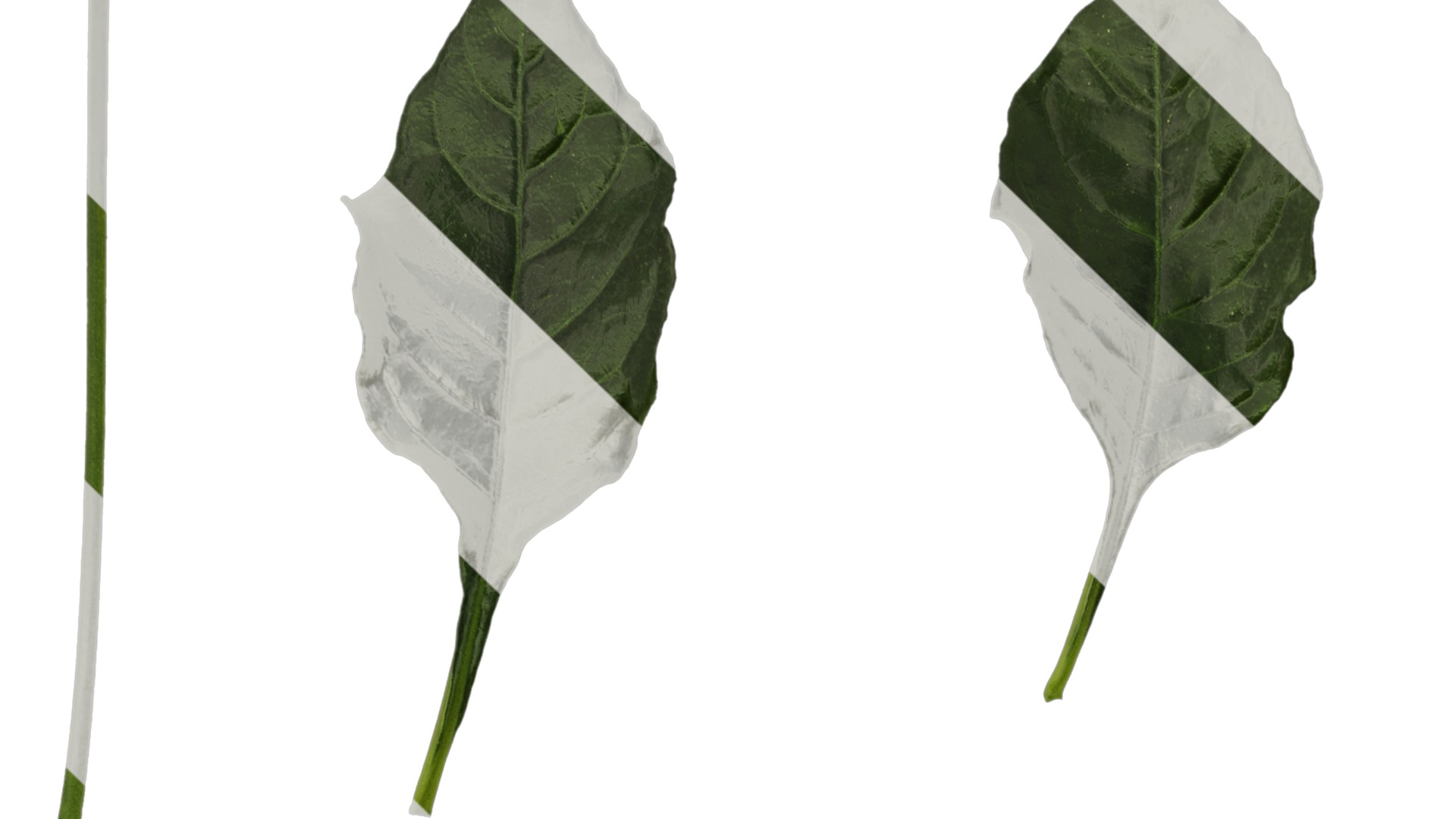 Anydrafts Crossandra infundibuliformis Leaf 01 Texture_1