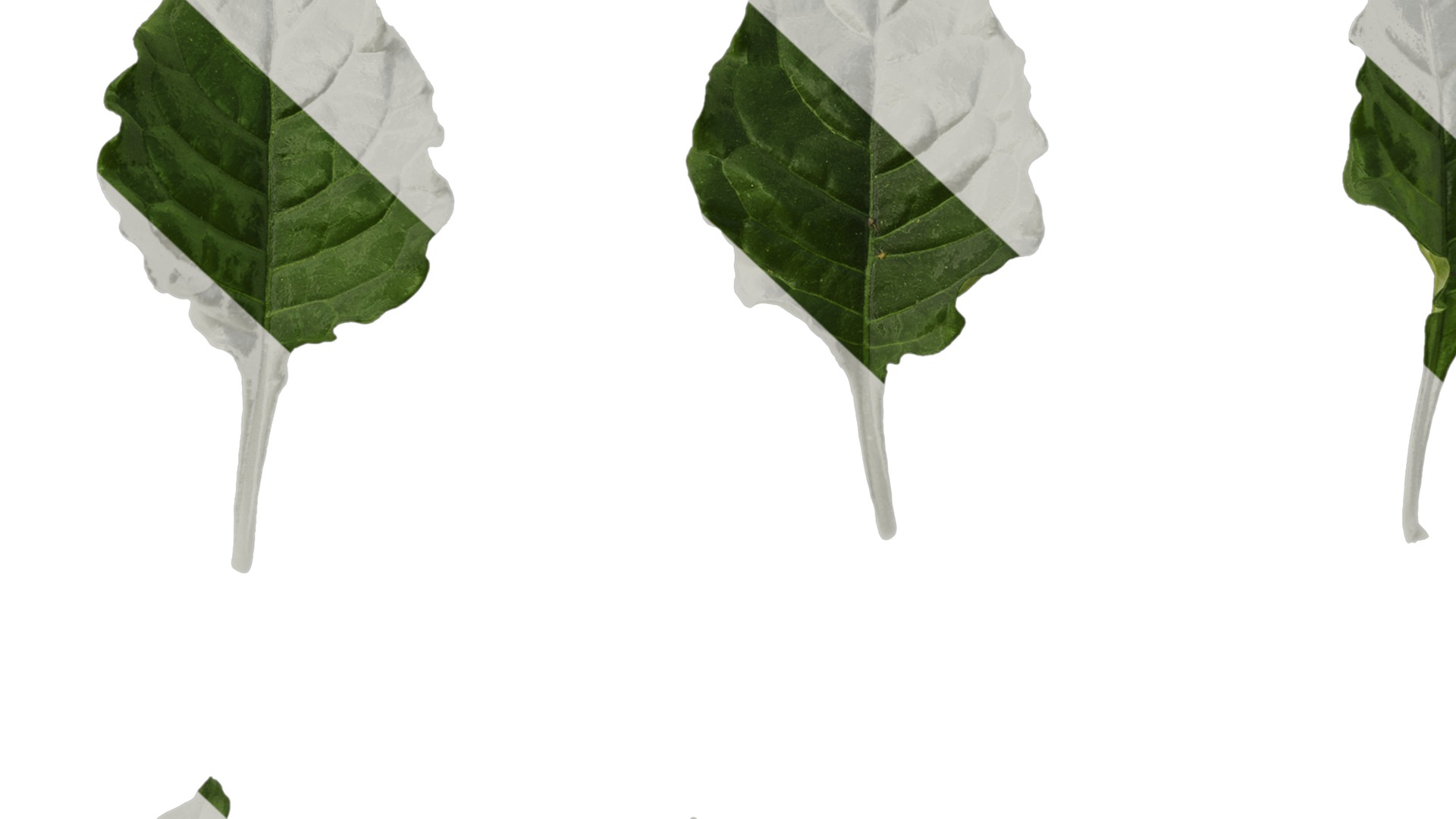 Anydrafts Crossandra infundibuliformis Leaf 01 Texture_7