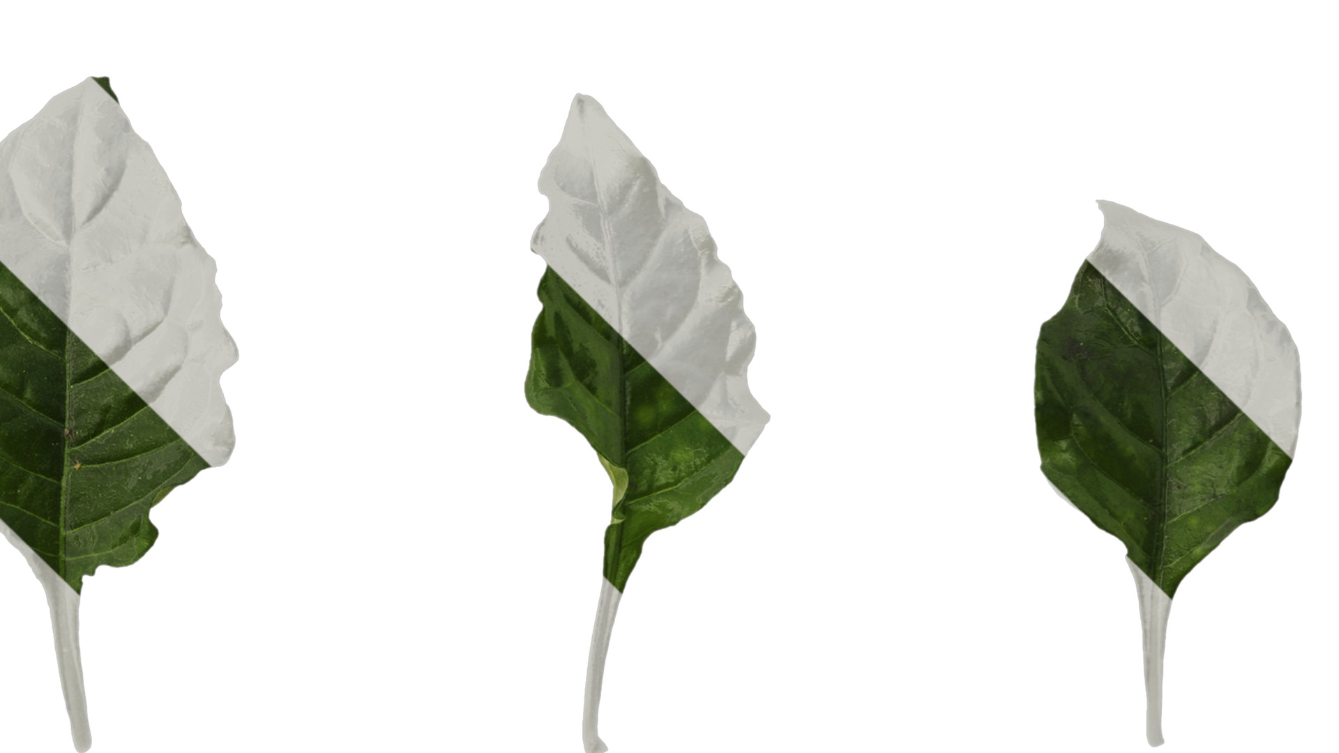 Anydrafts Crossandra infundibuliformis Leaf 01 Texture_4