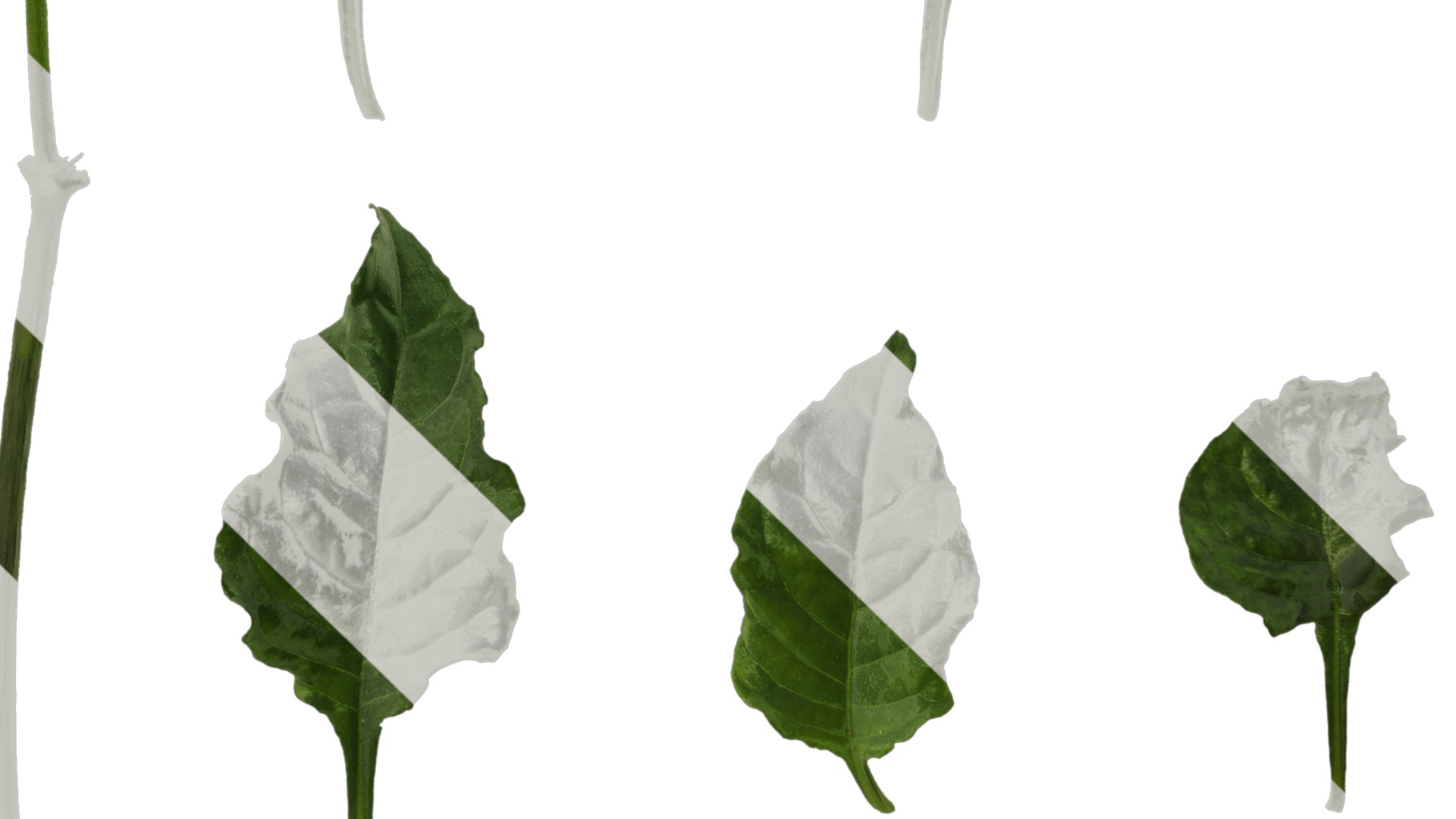 Anydrafts Crossandra infundibuliformis Leaf 01 Texture_5