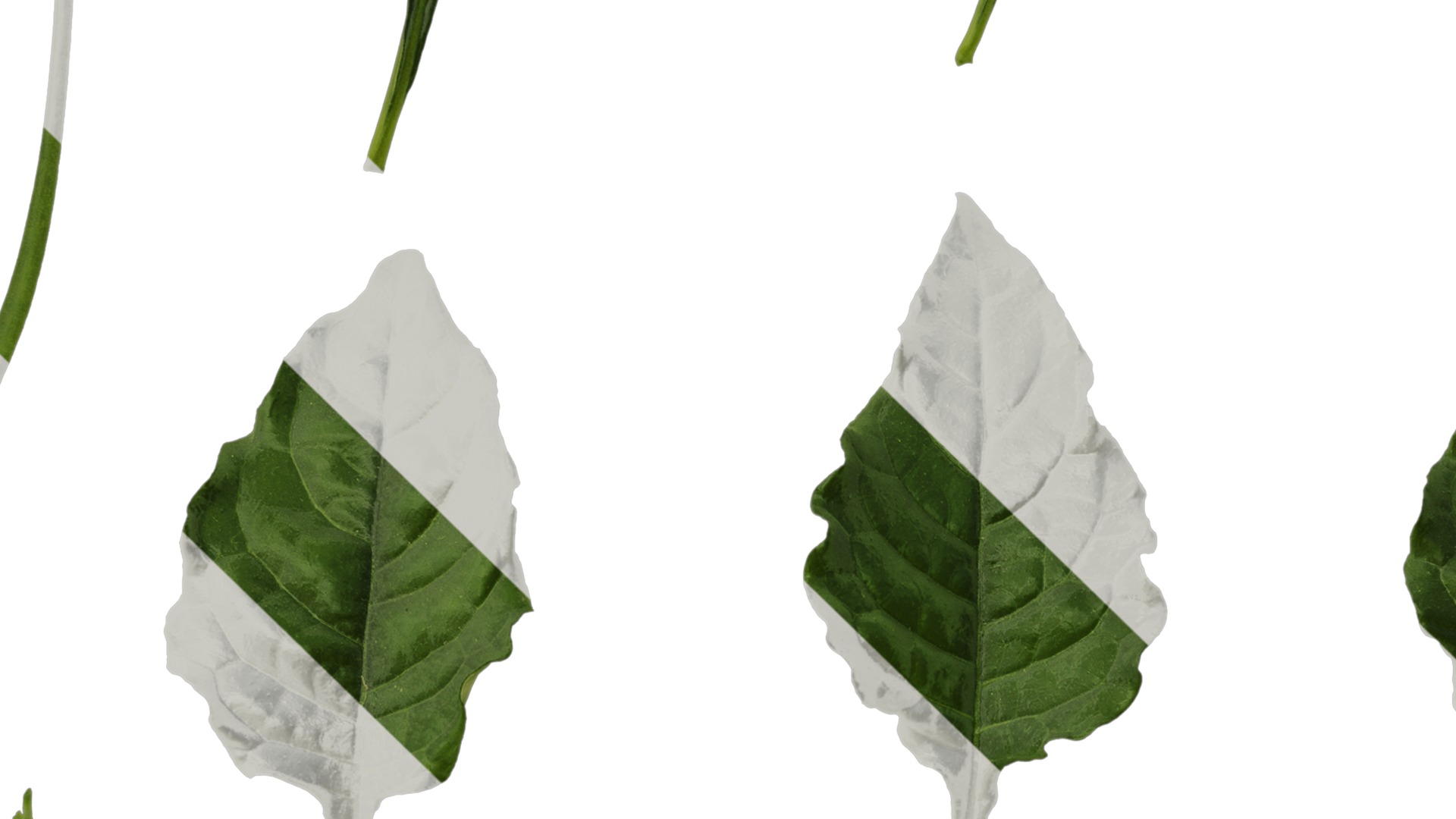 Anydrafts Crossandra infundibuliformis Leaf 01 Texture_3