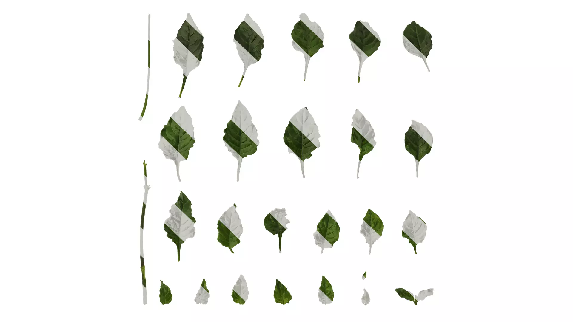 Anydrafts Crossandra infundibuliformis Leaf 01 Texture_0