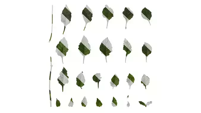 Anydrafts Crossandra infundibuliformis Leaf 01