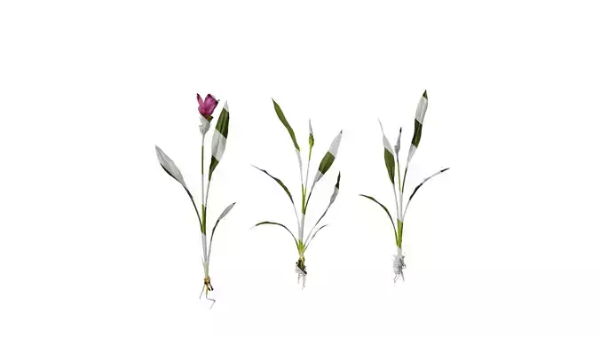 Anydrafts Curcuma alismatifolia Atlas 01 Texture