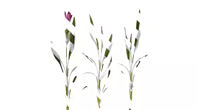 Anydrafts Curcuma alismatifolia Atlas 01