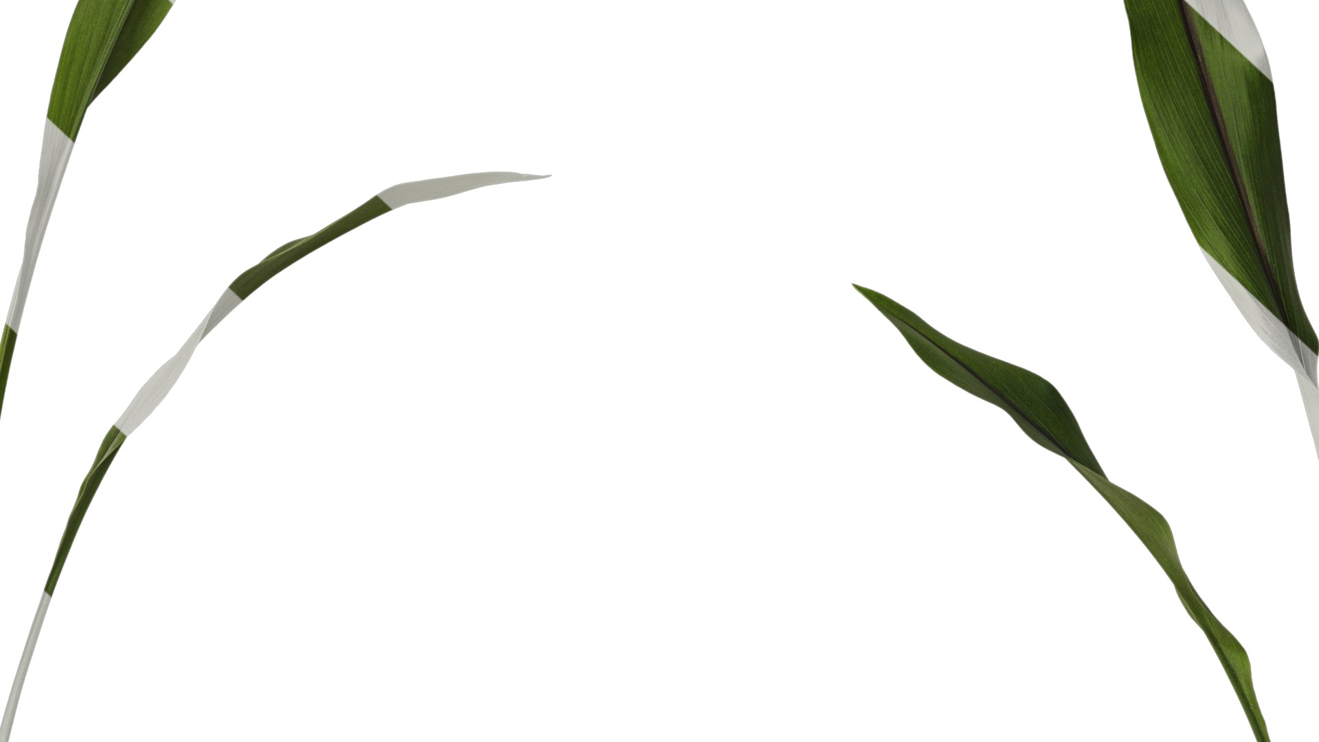 Anydrafts Curcuma alismatifolia Atlas 02 Texture_7