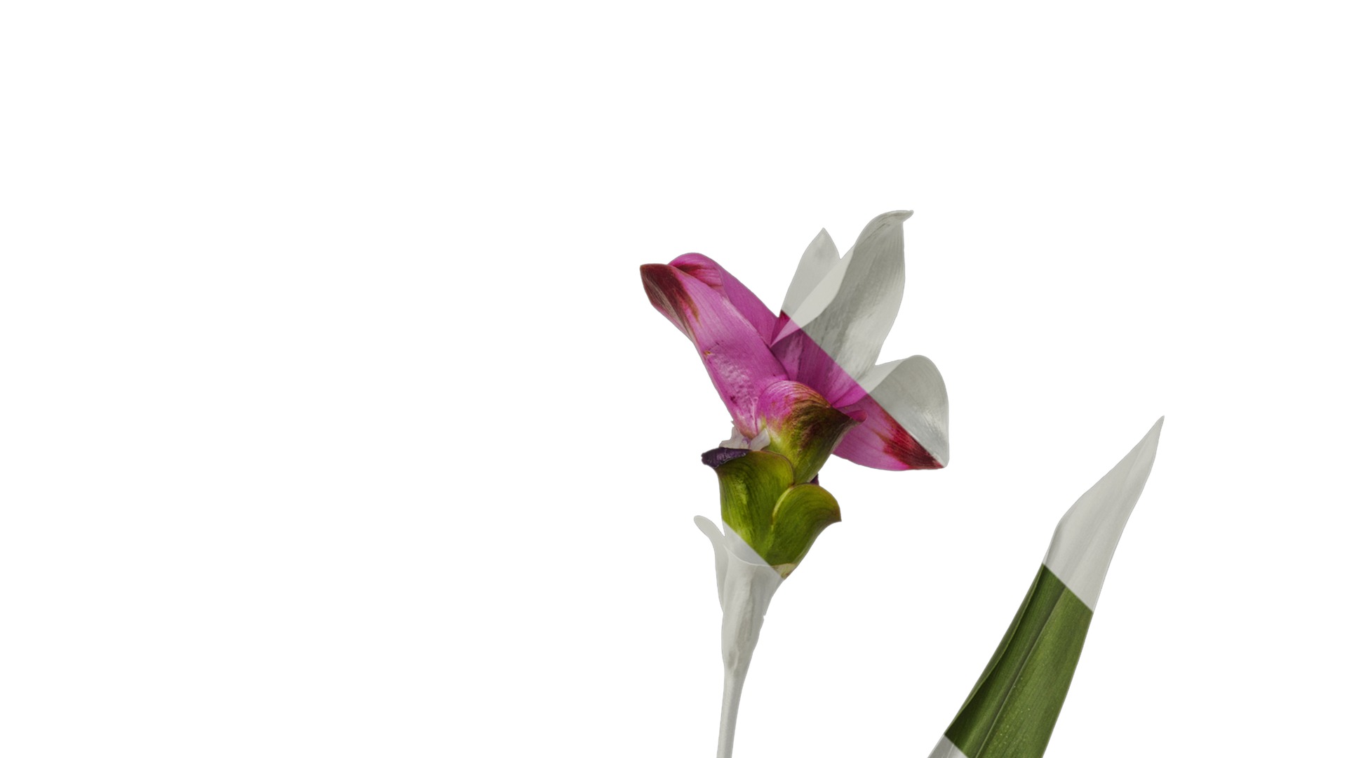 Anydrafts Curcuma alismatifolia Atlas 02 Texture_1