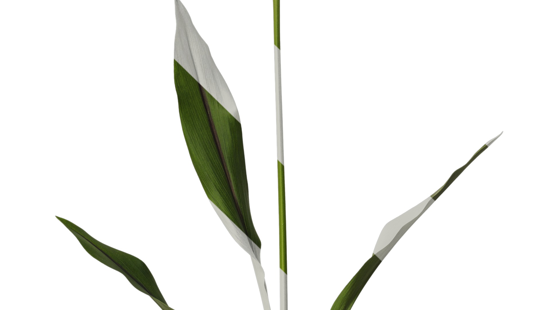 Anydrafts Curcuma alismatifolia Atlas 02 Texture_4