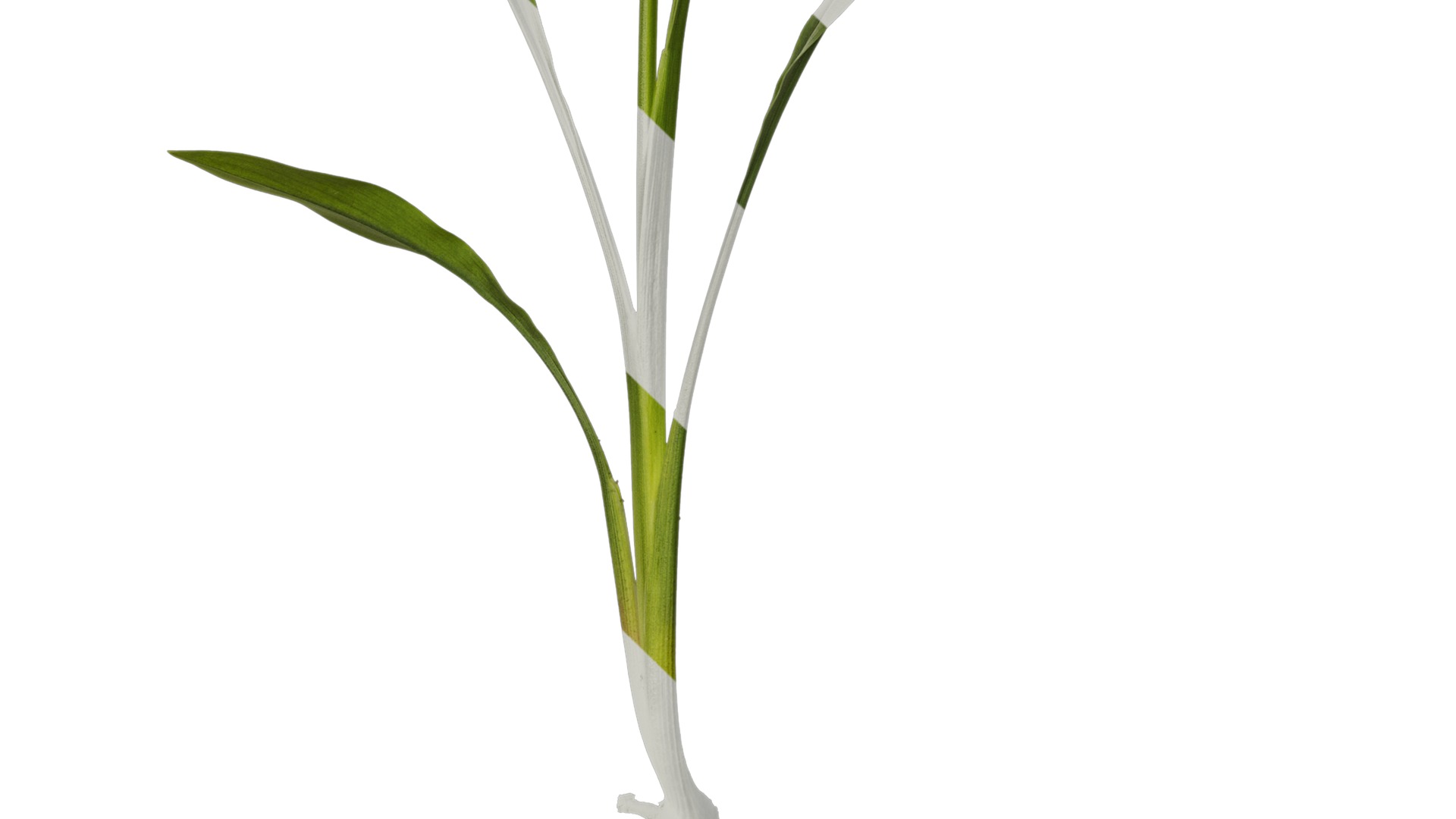 Anydrafts Curcuma alismatifolia Atlas 02 Texture_5