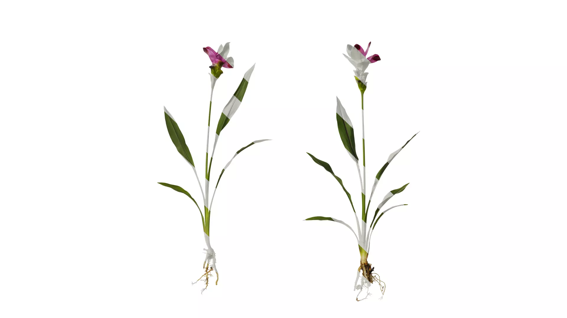 Anydrafts Curcuma alismatifolia Atlas 02 Texture_0