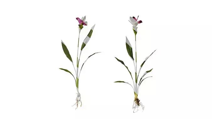 Anydrafts Curcuma alismatifolia Atlas 02 Texture Anydrafts Curcuma alismatifolia Atlas 02 Texture