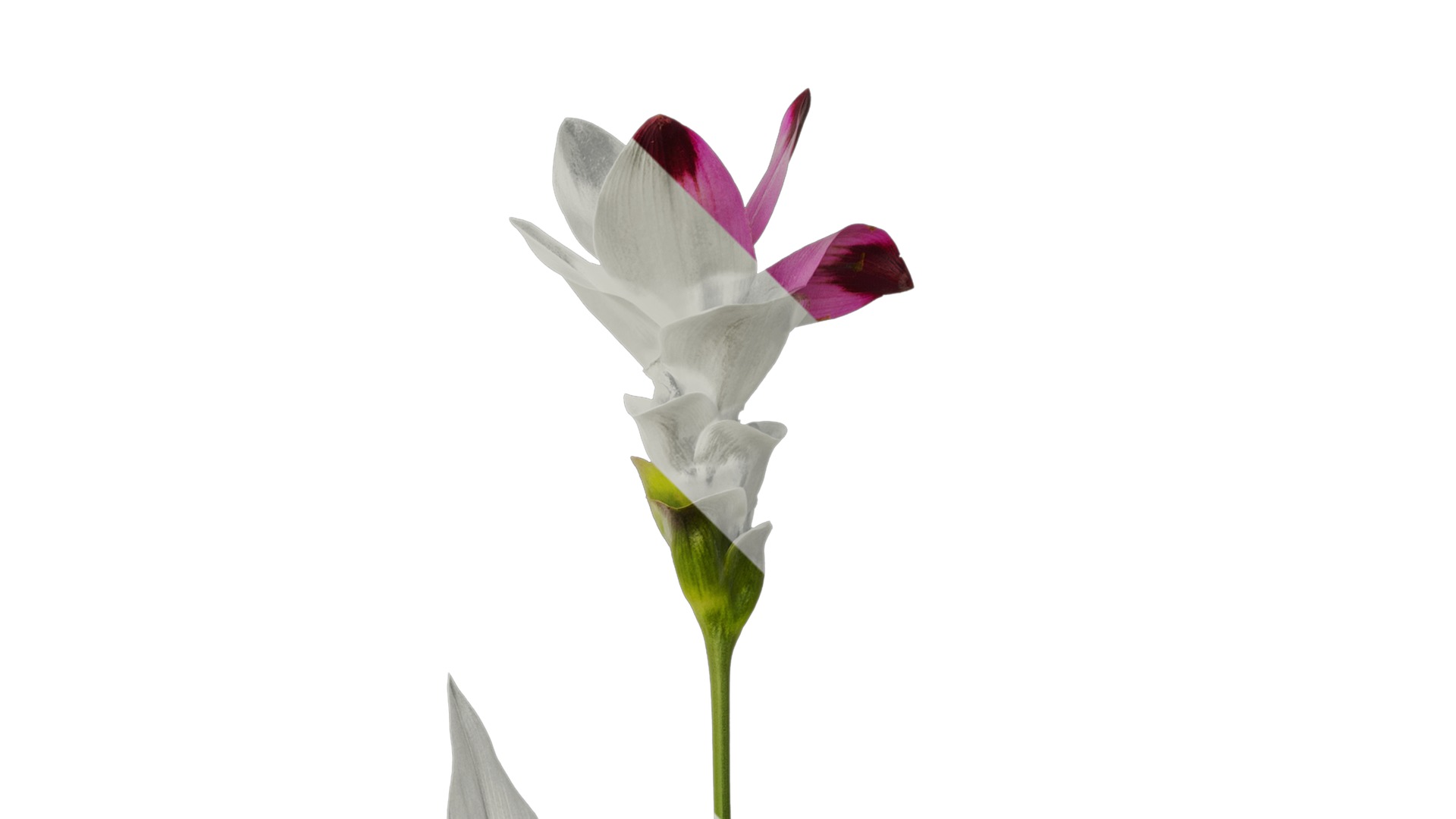 Anydrafts Curcuma alismatifolia Atlas 02 Texture_2