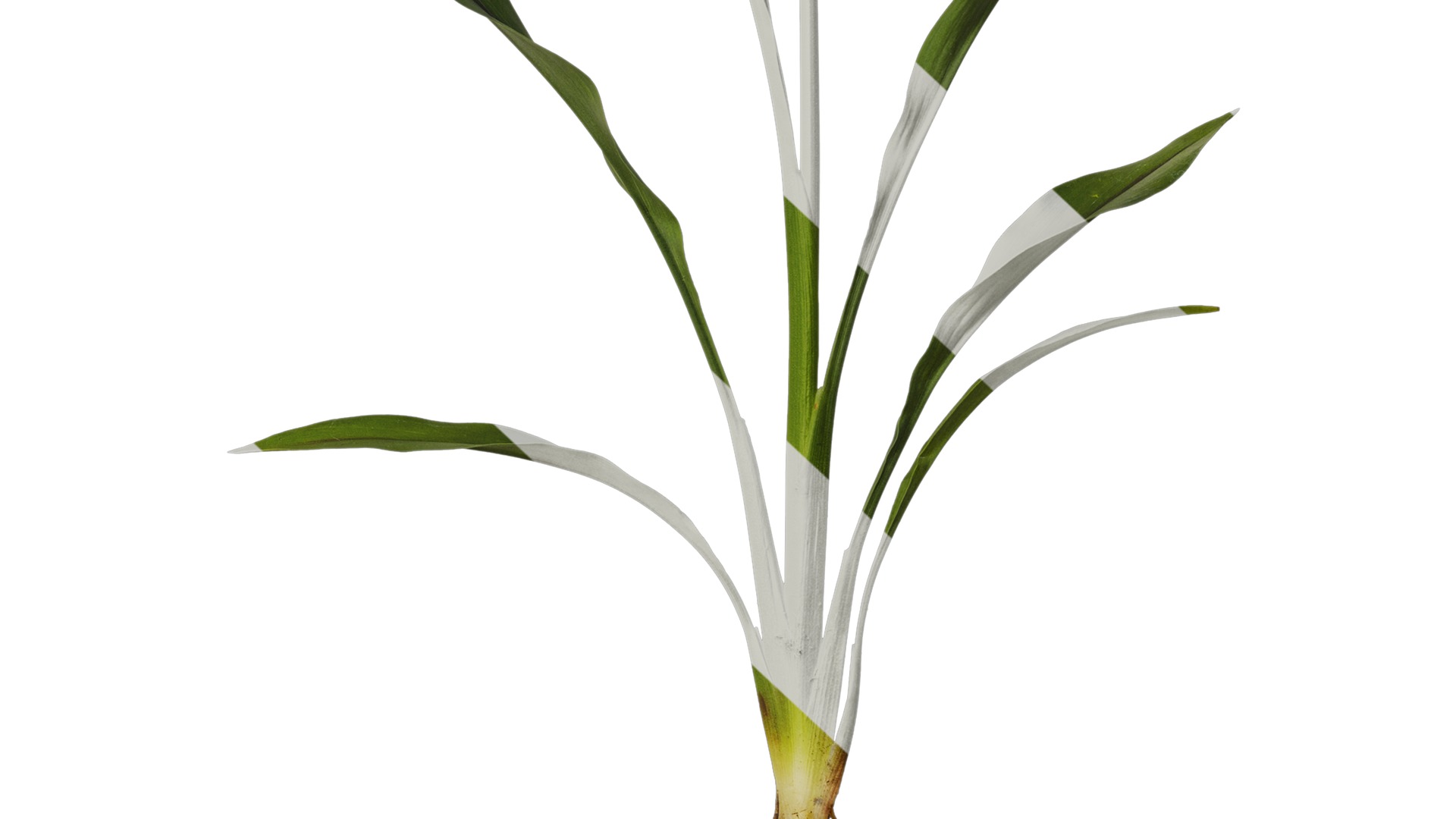 Anydrafts Curcuma alismatifolia Atlas 02 Texture_6