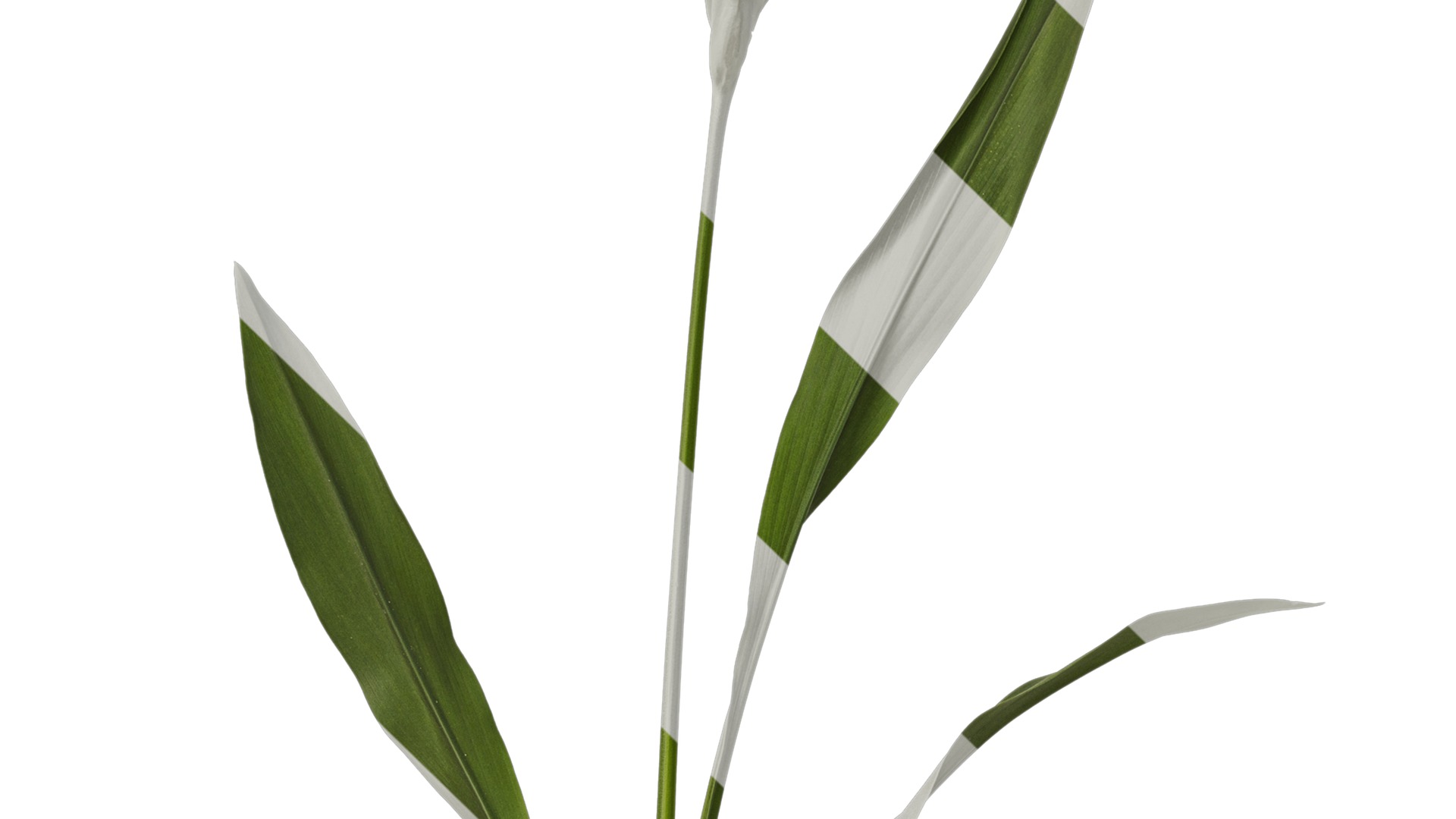 Anydrafts Curcuma alismatifolia Atlas 02 Texture_3