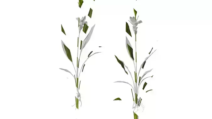 Anydrafts Curcuma alismatifolia Atlas 02