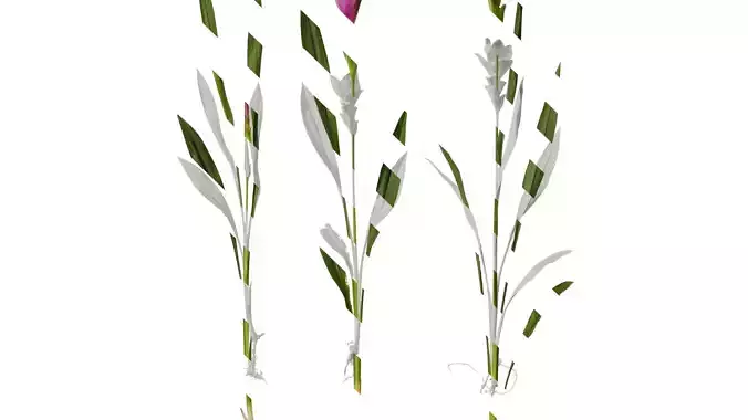 Anydrafts Curcuma alismatifolia Atlas 03