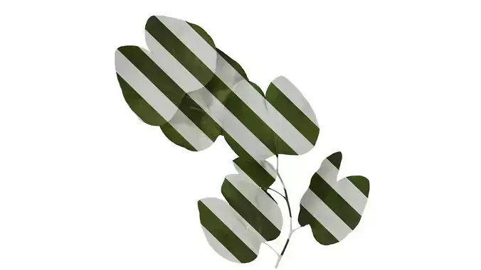 Anydrafts Bauhinia variegata Atlas 01 Texture