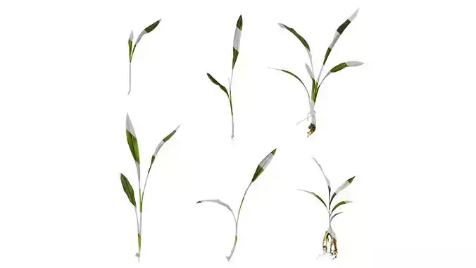 Anydrafts Curcuma alismatifolia Atlas 04 Texture