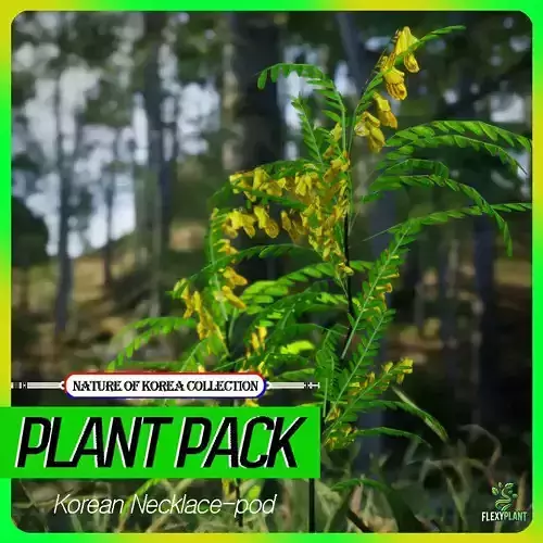 Korean Endemic Species Plant - 4 Korean Necklace-pod Flower