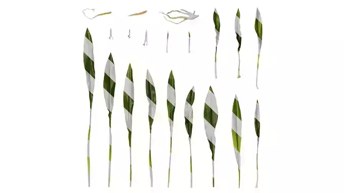 Anydrafts Curcuma alismatifolia Atlas 05