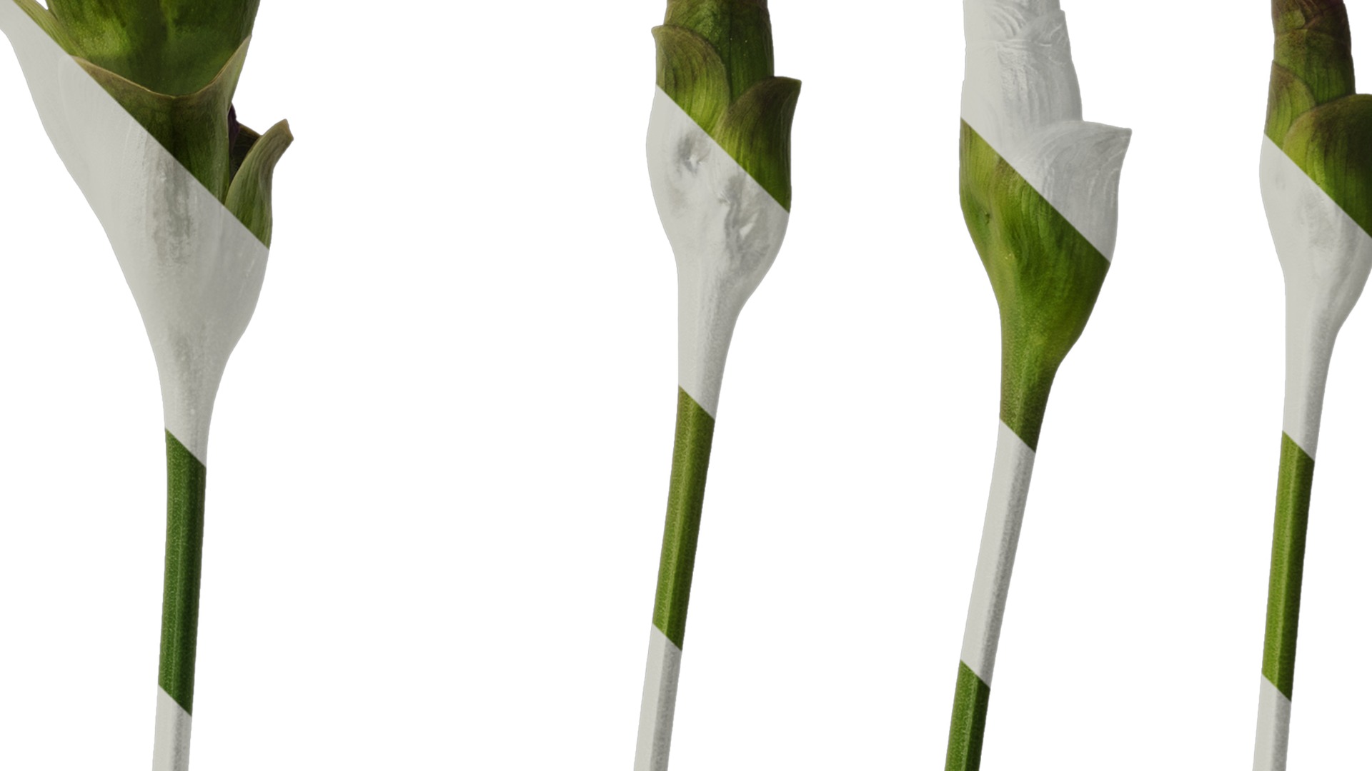 Anydrafts Curcuma alismatifolia Flower 01 Texture_4