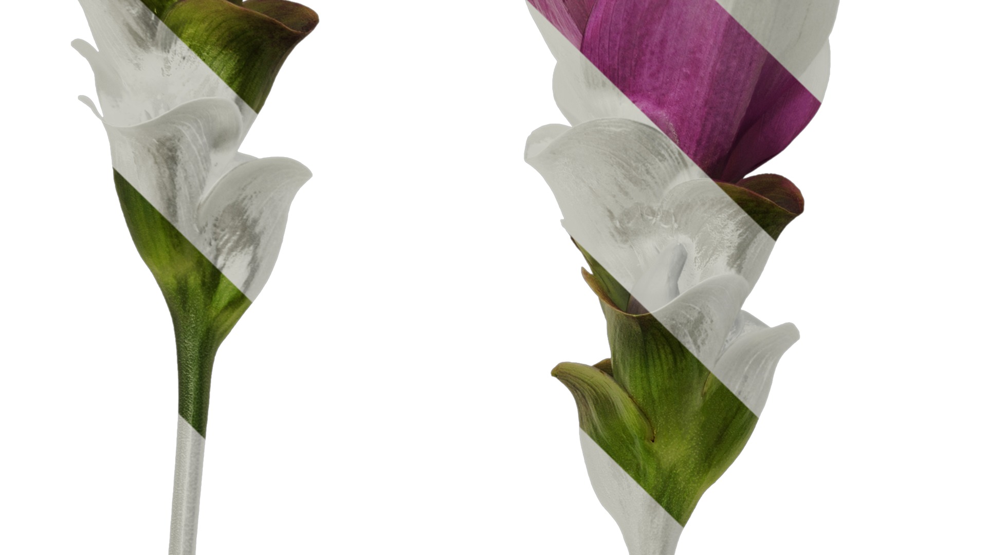 Anydrafts Curcuma alismatifolia Flower 01 Texture_3