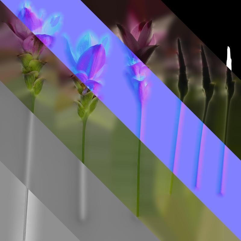 Anydrafts Curcuma alismatifolia Flower 01 Texture_8