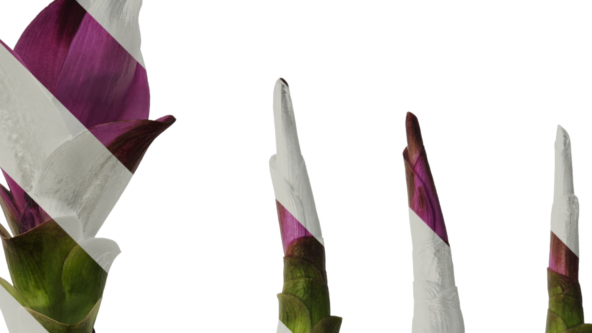 Anydrafts Curcuma alismatifolia Flower 01 Texture_2