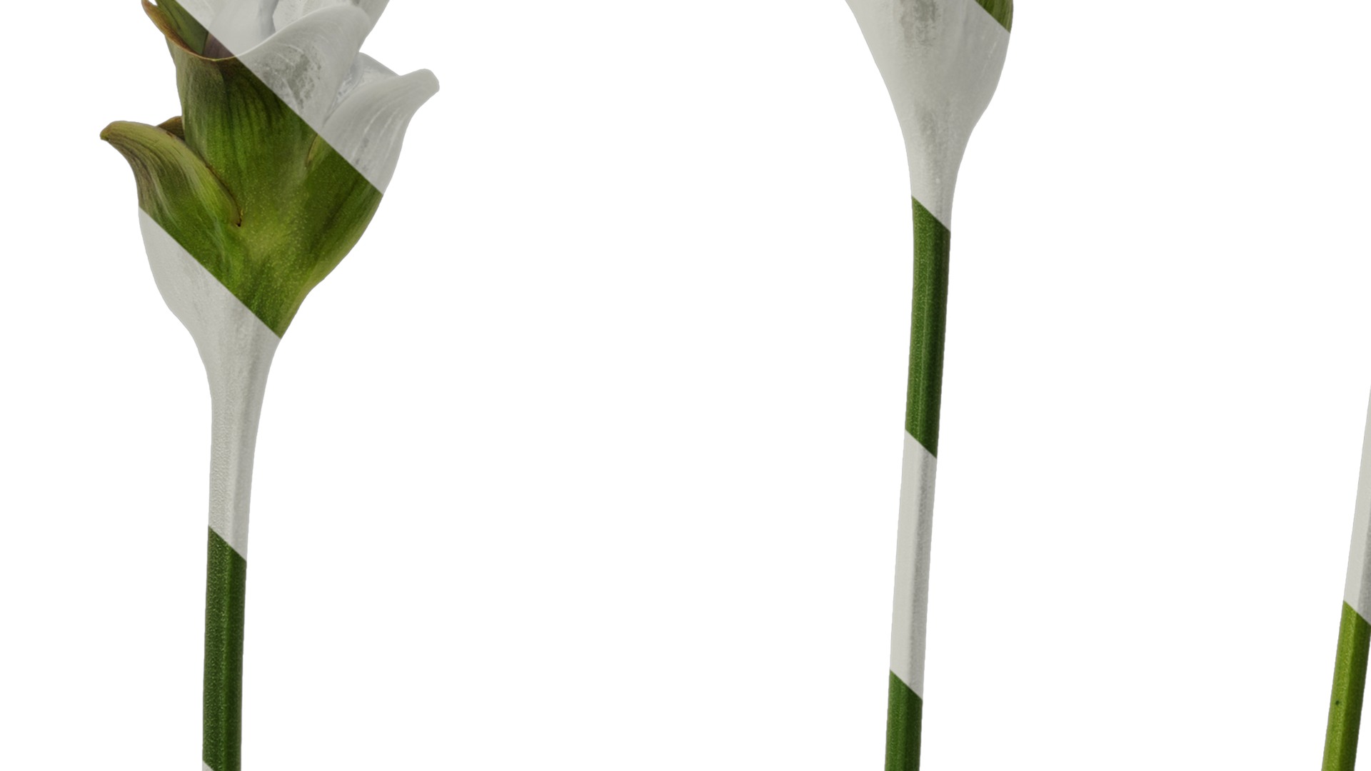 Anydrafts Curcuma alismatifolia Flower 01 Texture_7